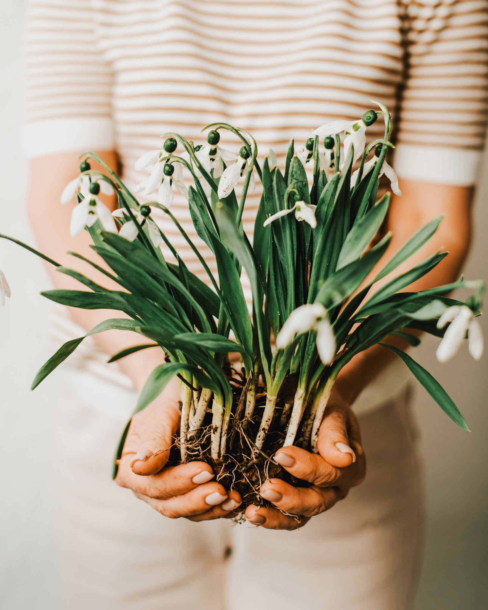 Woman holding bunch of dug up snowdrops